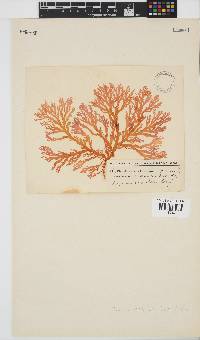 Portieria hornemannii image