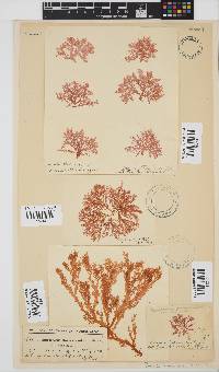 Portieria hornemannii image