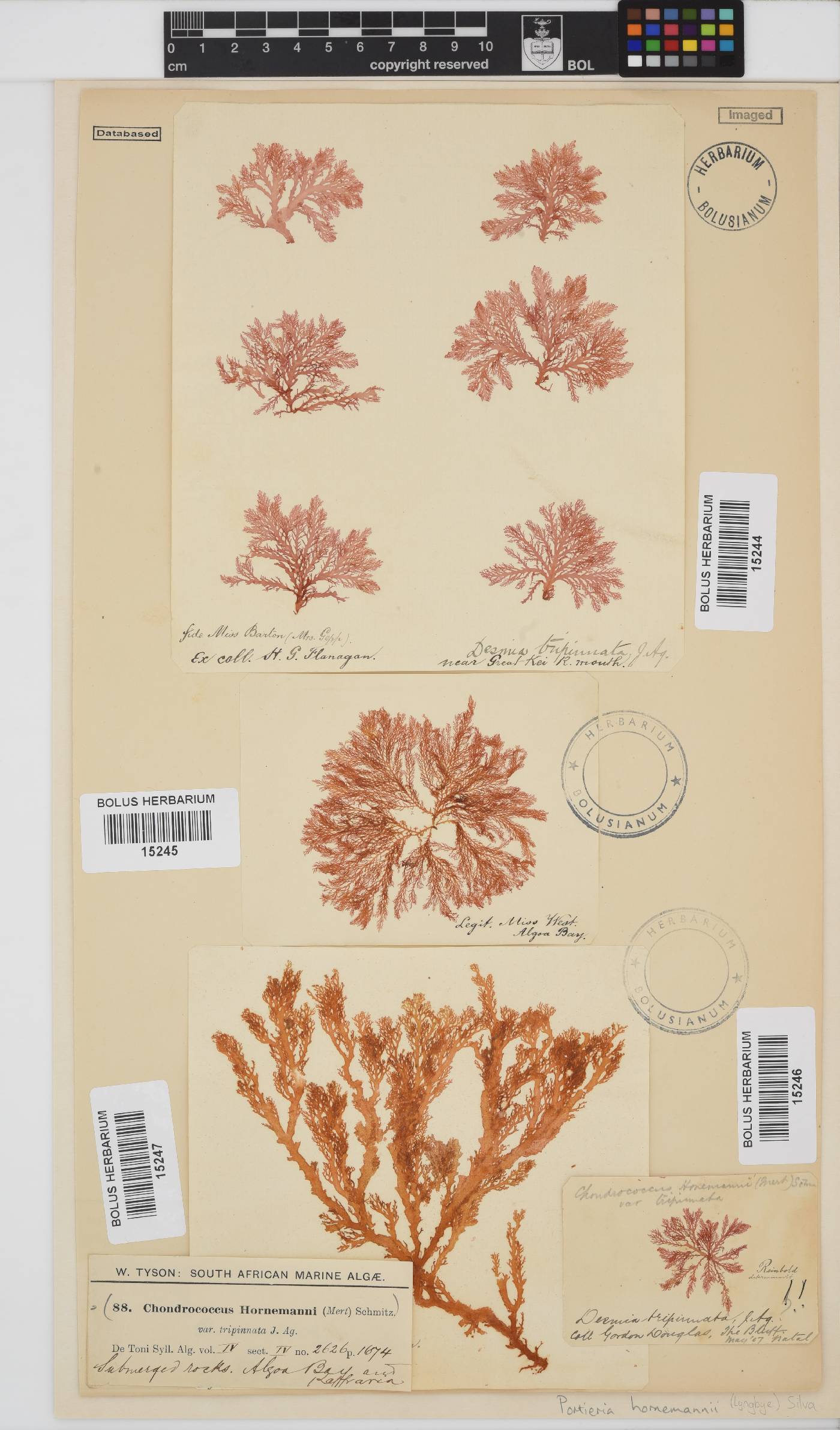 Portieria hornemannii image