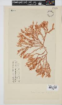 Portieria hornemannii image