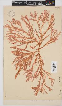 Portieria hornemannii image