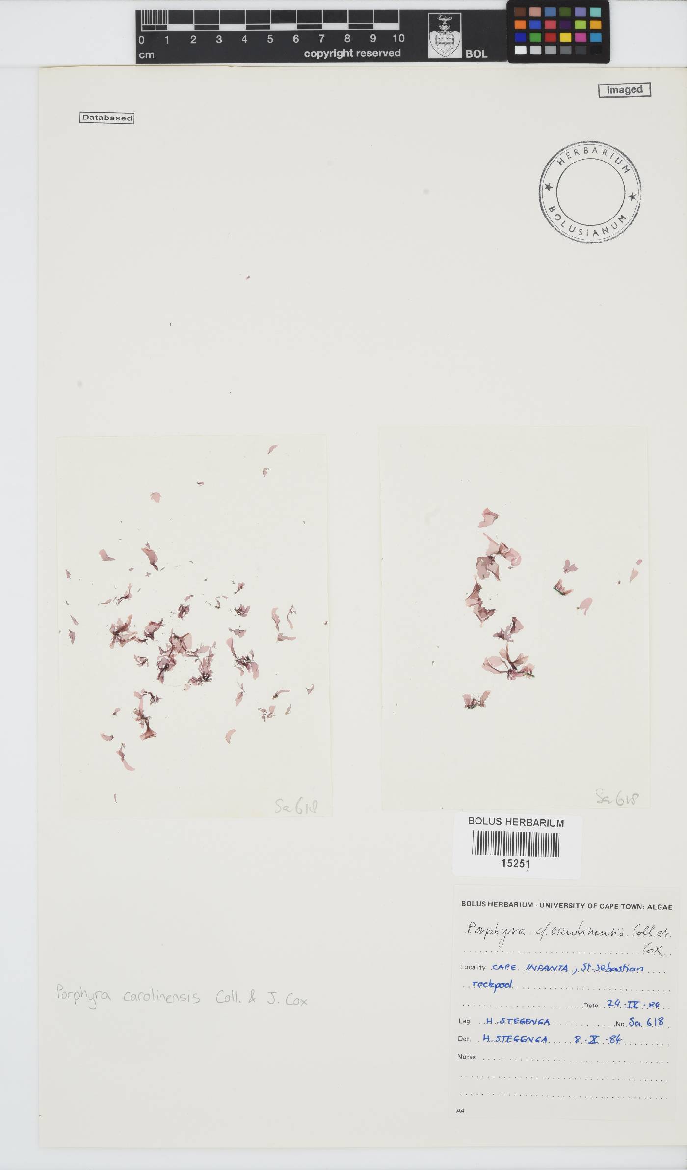 Pyropia suborbiculata image