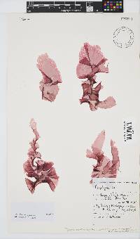Image of Pyropia saldanhae