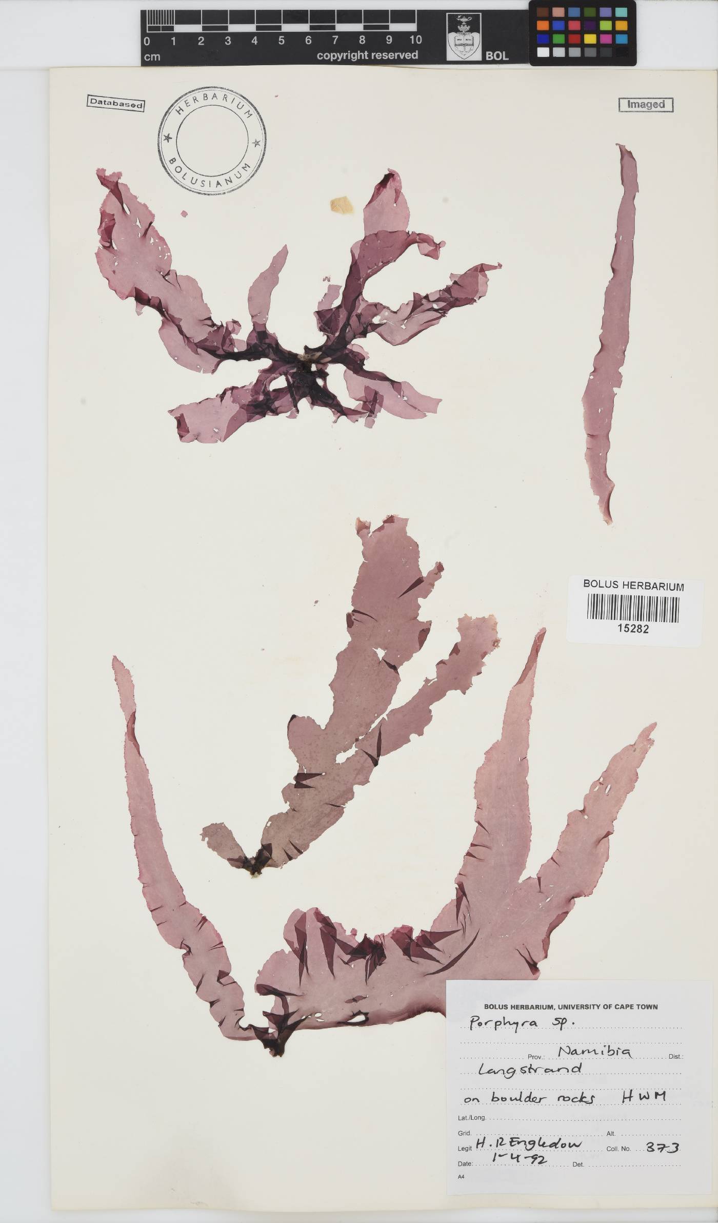 Bangiaceae image