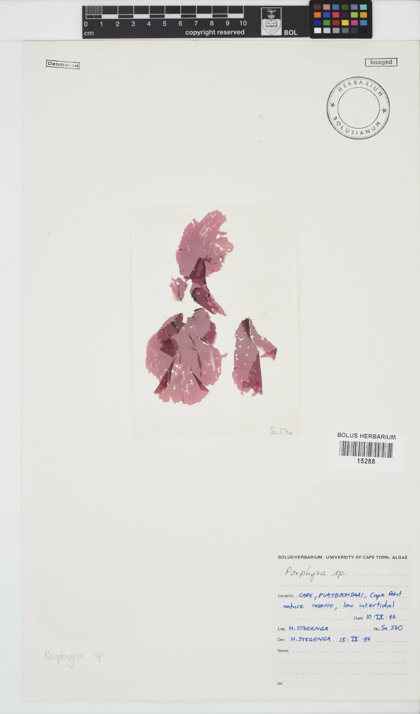 Porphyra image