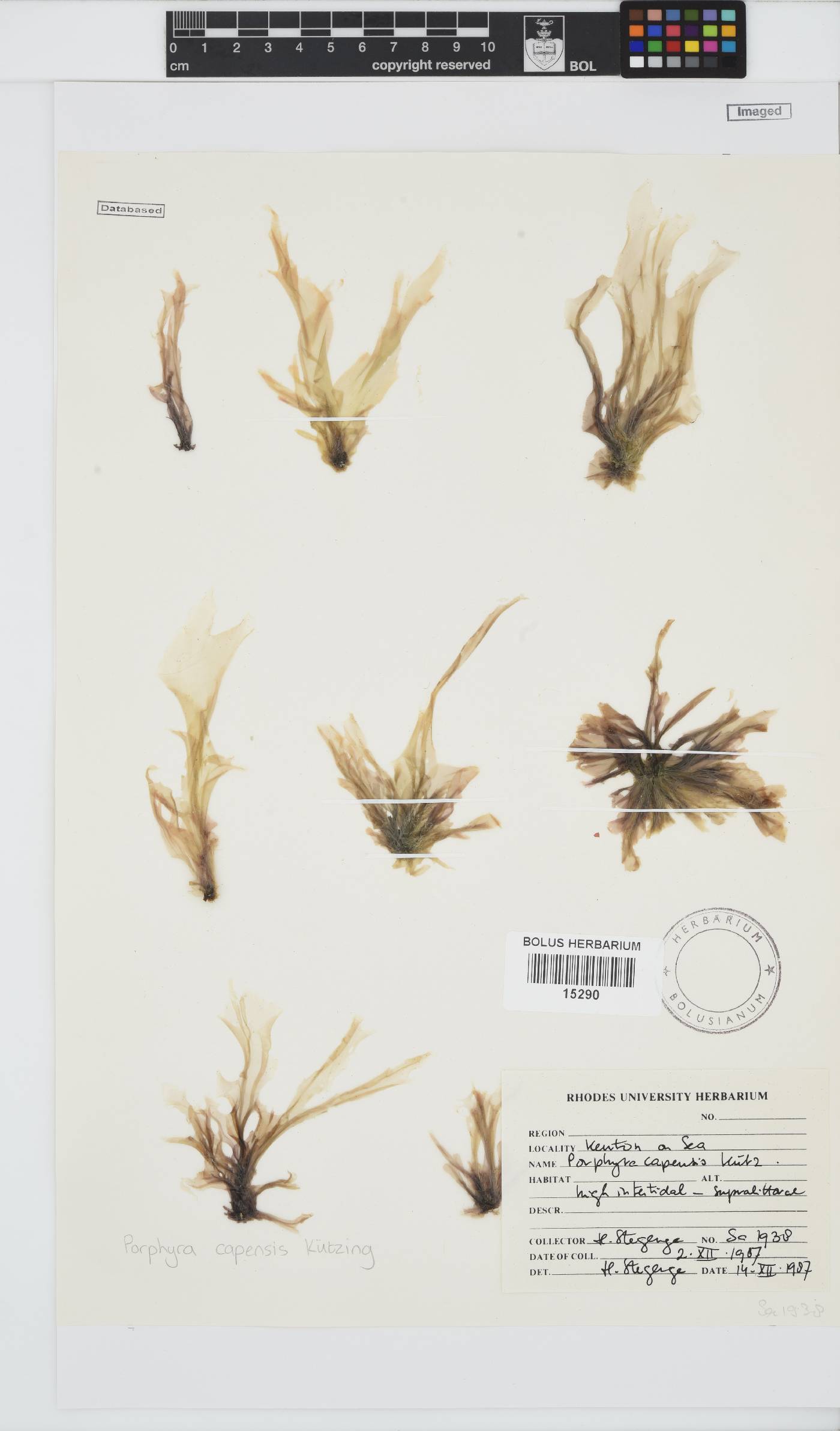 Bangiaceae image