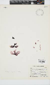 Porphyra capensis image
