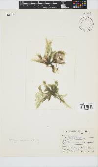 Porphyra capensis image