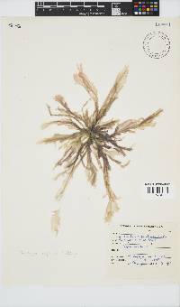 Porphyra capensis image