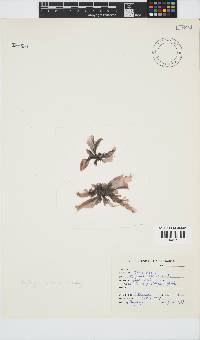 Porphyra capensis image