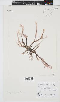Porphyra capensis image