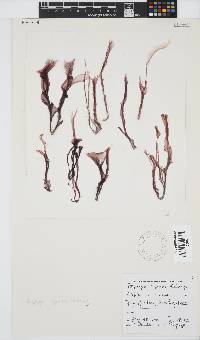 Porphyra capensis image