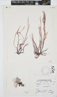 Porphyra capensis image