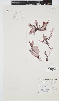 Porphyra capensis image