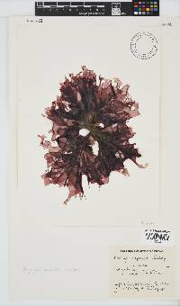 Porphyra capensis image