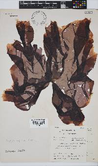Porphyra capensis image