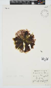 Porphyra capensis image