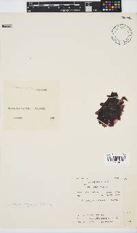 Porphyra capensis image