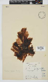 Porphyra capensis image