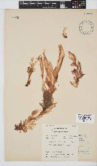 Porphyra capensis image