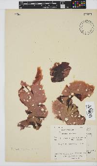 Porphyra capensis image