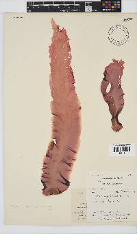 Porphyra capensis image