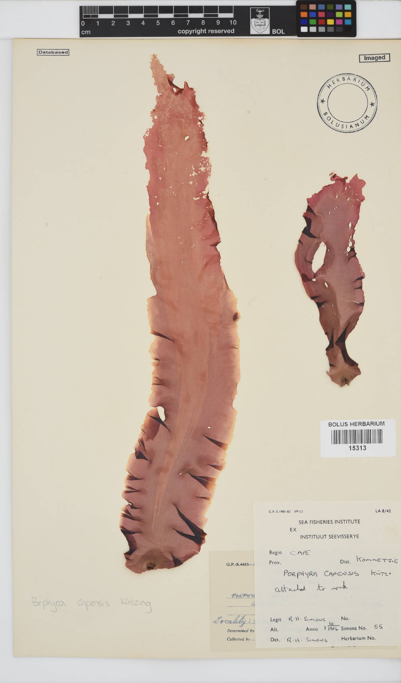 Porphyra capensis image
