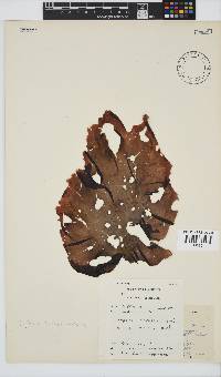 Porphyra capensis image