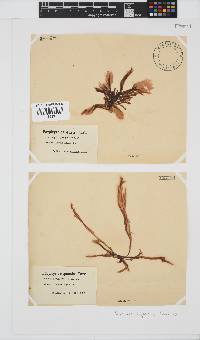 Porphyra capensis image
