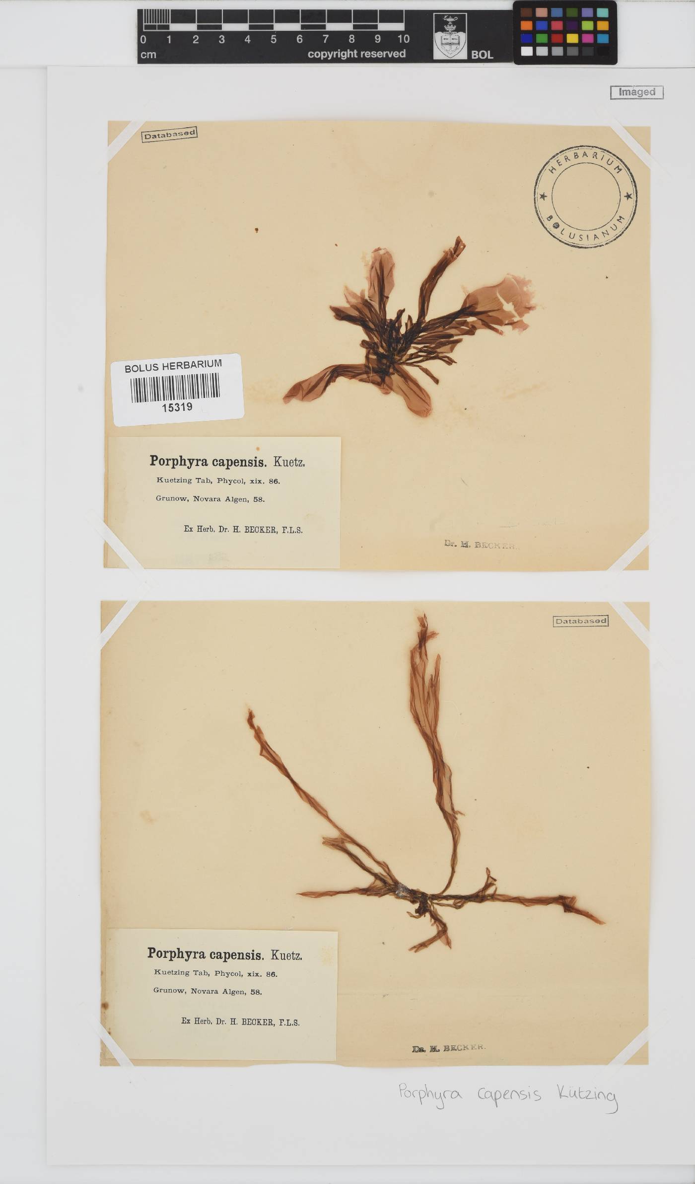 Porphyra capensis image