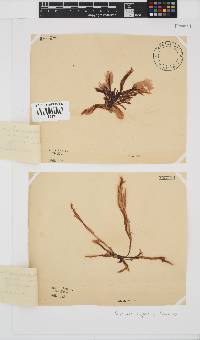 Porphyra capensis image