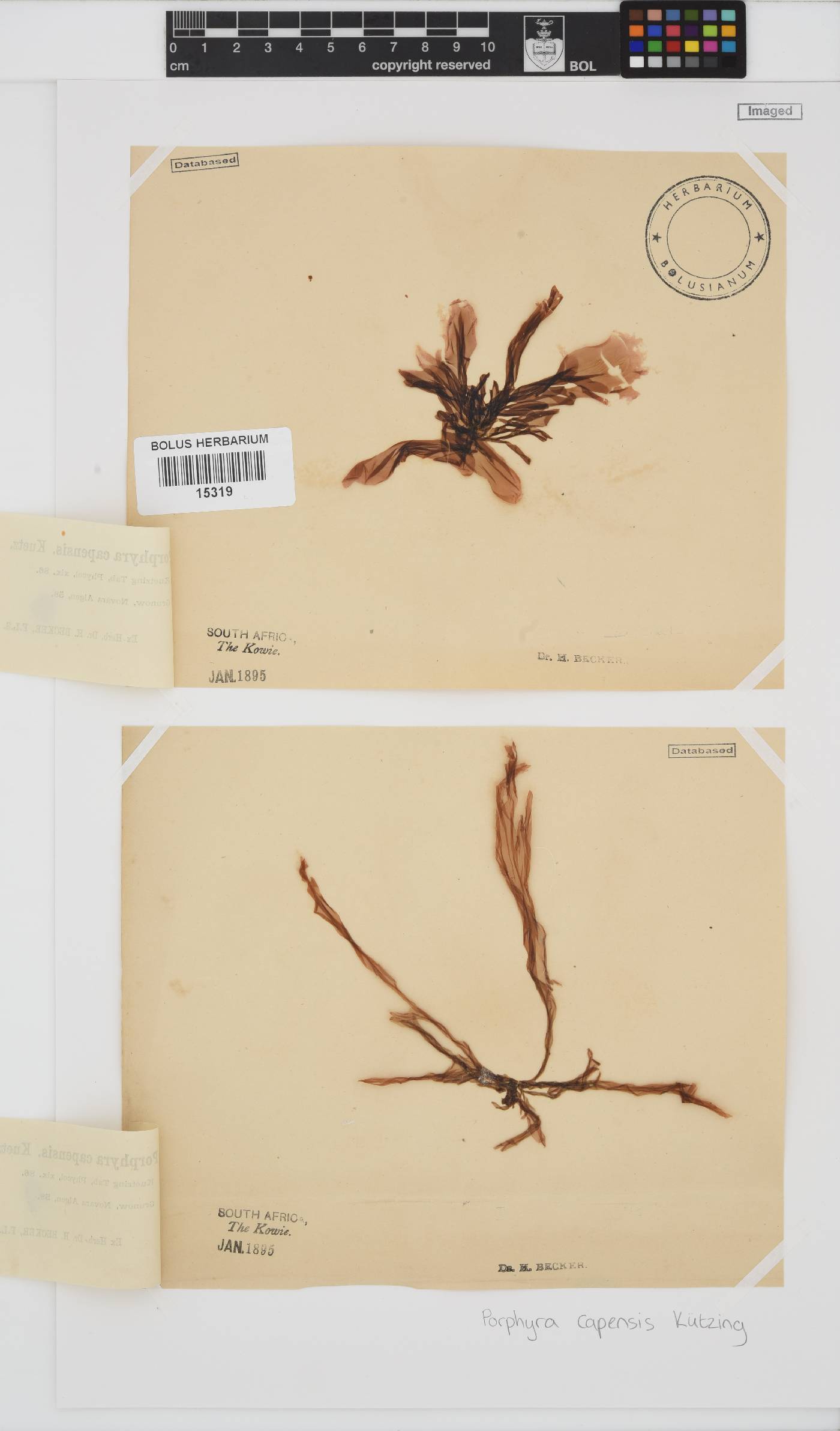 Porphyra capensis image