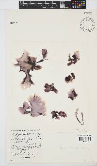 Porphyra capensis image