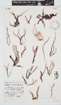 Porphyra capensis image