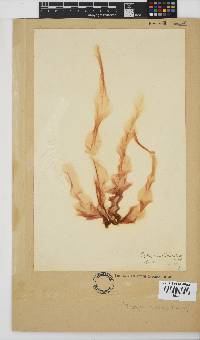 Porphyra capensis image