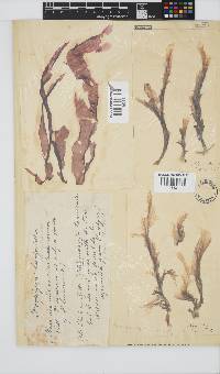 Porphyra capensis image