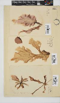Porphyra capensis image