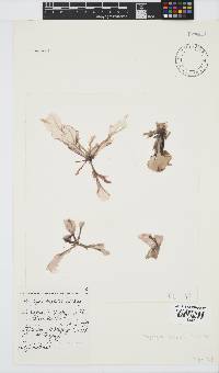 Porphyra capensis image