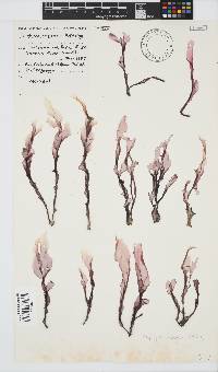 Porphyra capensis image