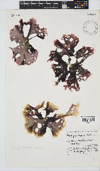 Porphyra capensis image