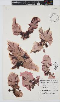 Porphyra capensis image