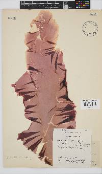 Porphyra capensis image
