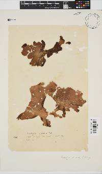 Porphyra capensis image