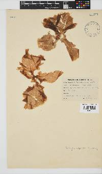 Porphyra capensis image