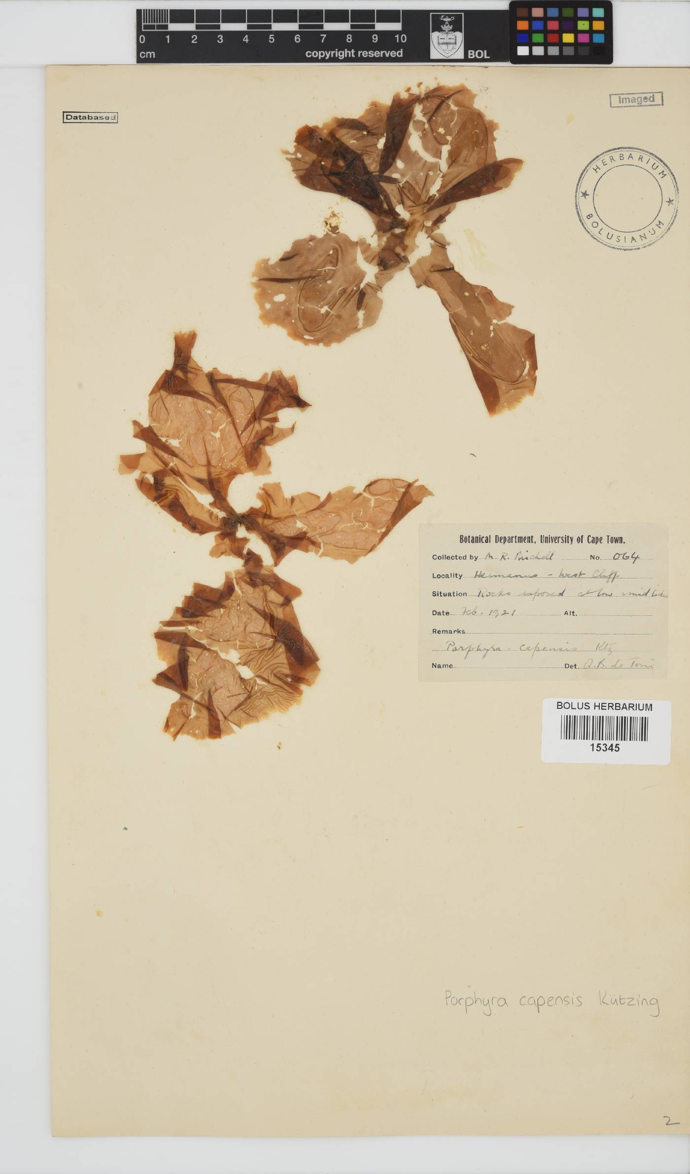 Porphyra capensis image