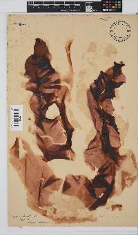 Porphyra capensis image
