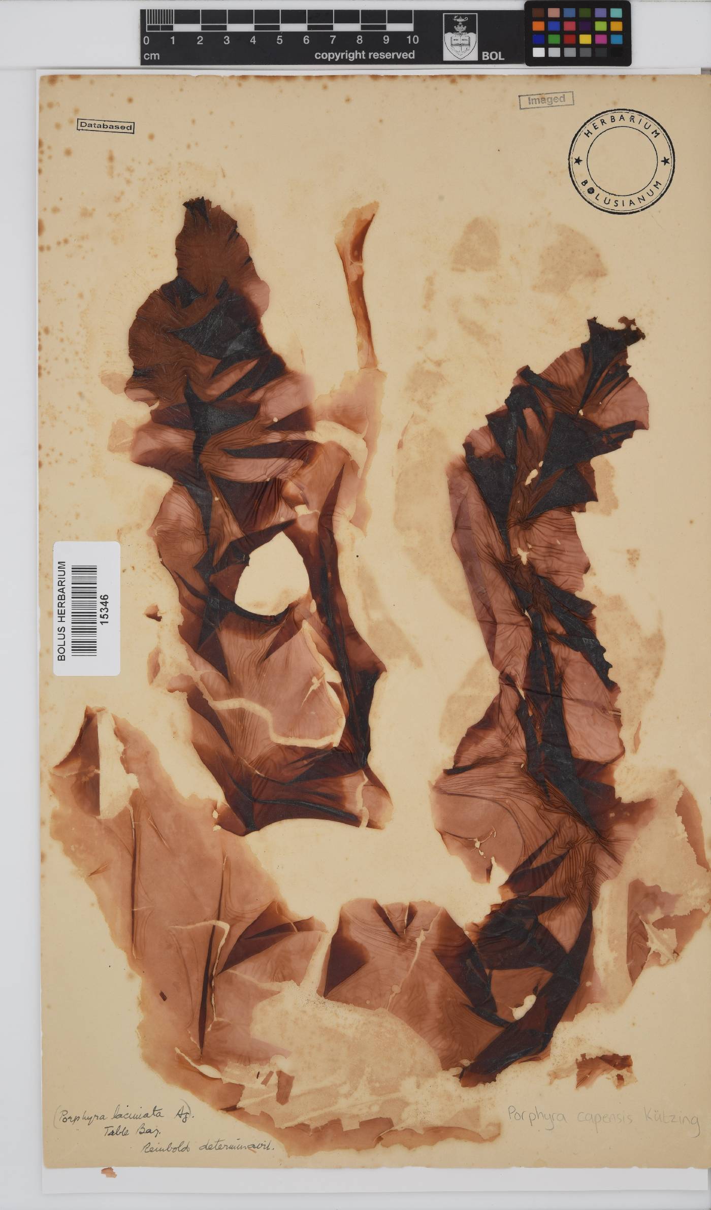 Porphyra capensis image