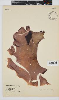 Porphyra capensis image