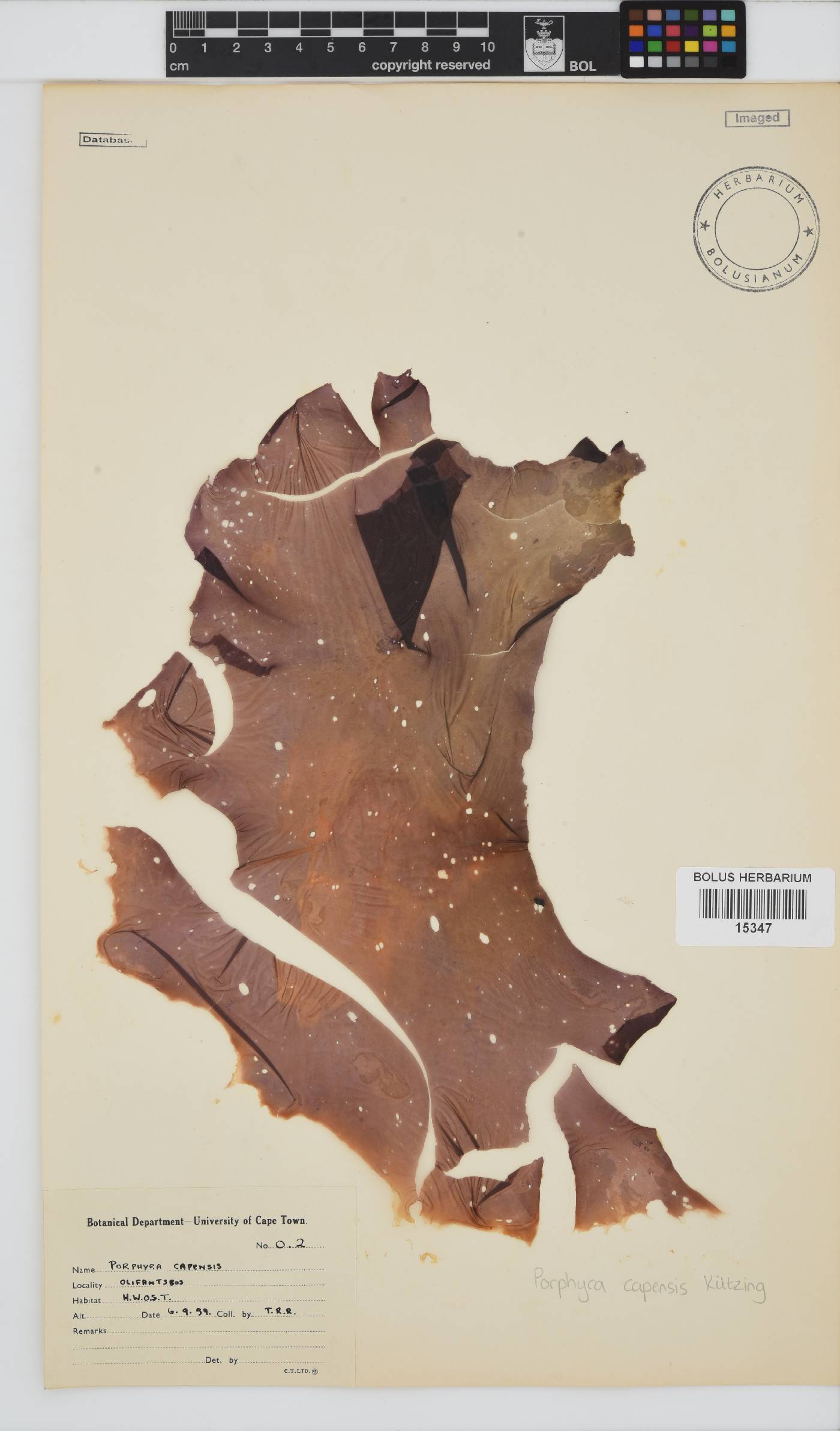 Porphyra image