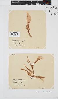 Porphyra capensis image
